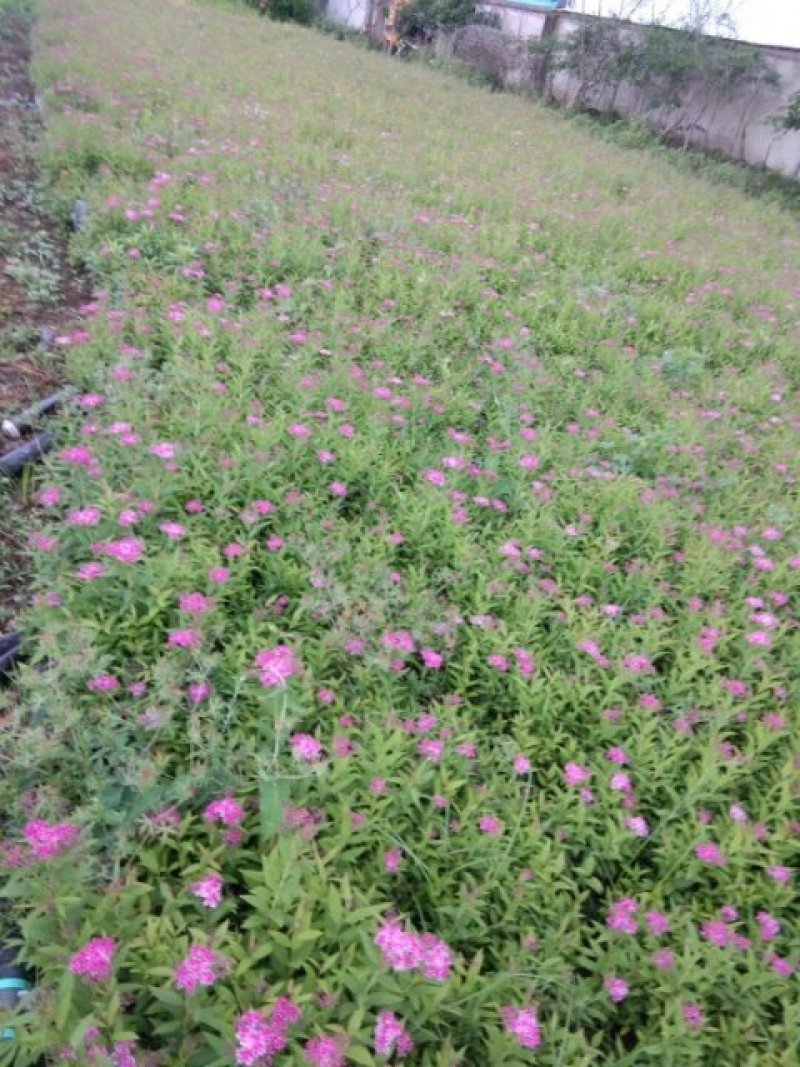 绣线菊(金山，金焰绣线，青叶)3o一5o高