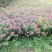 绣线菊(金山，金焰绣线，青叶)3o一5o高