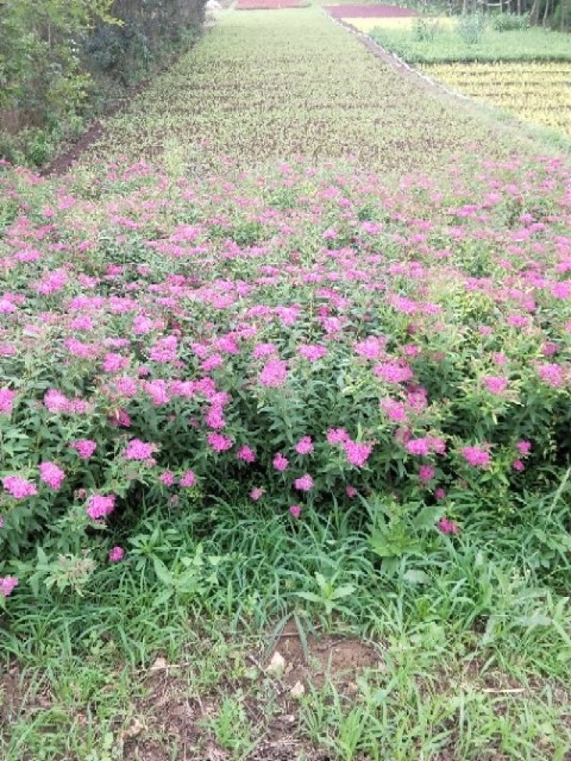 绣线菊(金山，金焰绣线，青叶)3o一5o高
