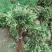 绣线菊(金山，金焰绣线，青叶)3o一5o高