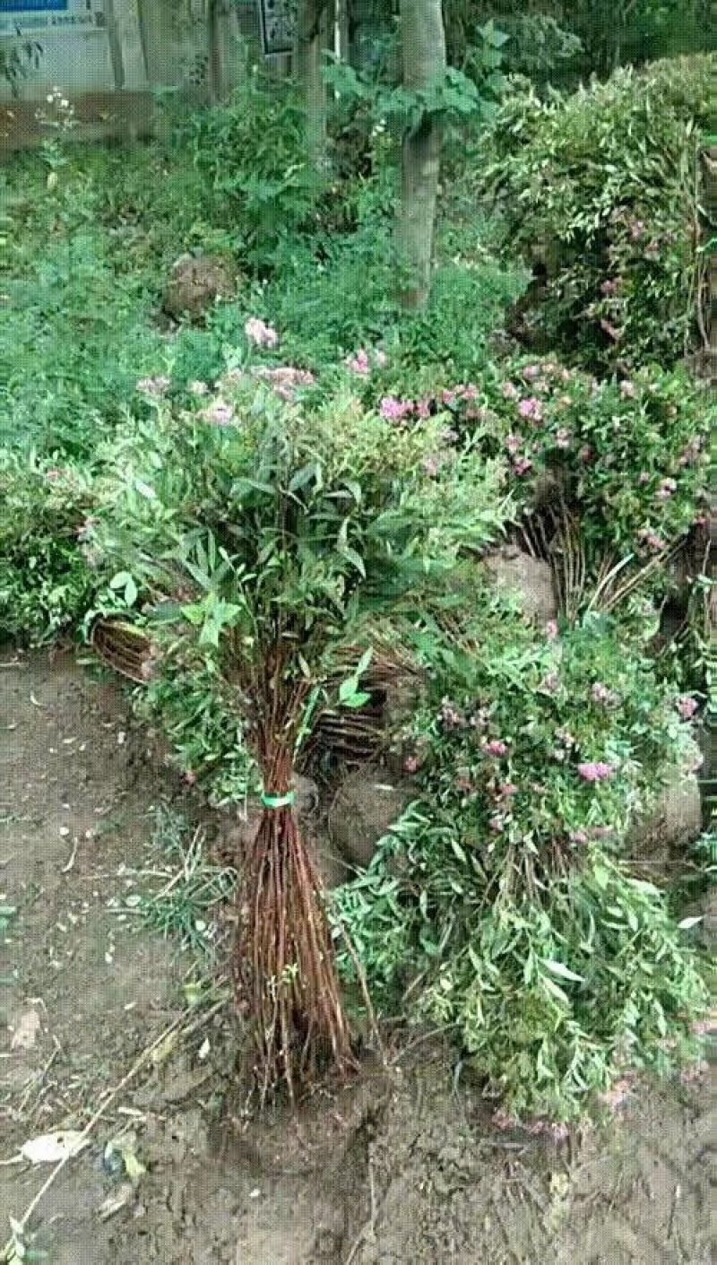 绣线菊(金山，金焰绣线，青叶)3o一5o高
