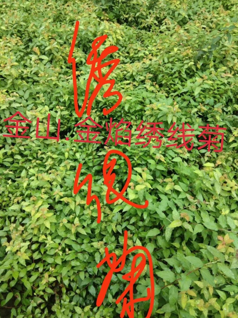 绣线菊(金山，金焰绣线，青叶)3o一5o高