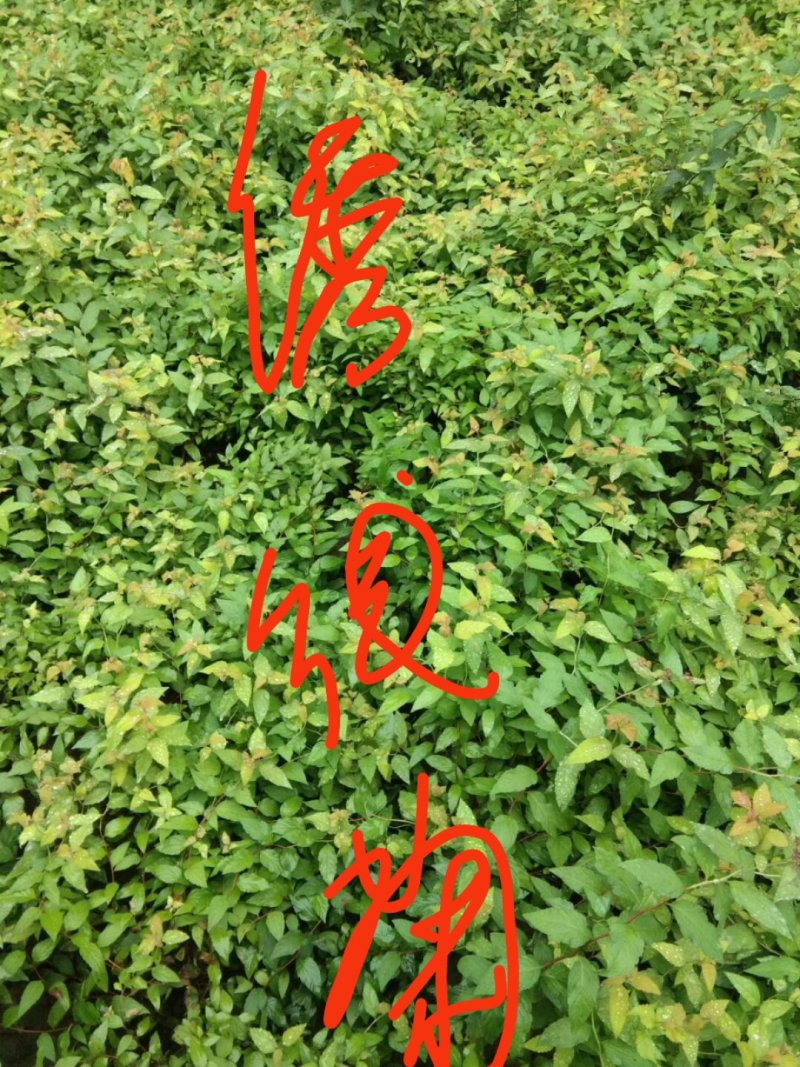 绣线菊(金山，金焰绣线，青叶)3o一5o高
