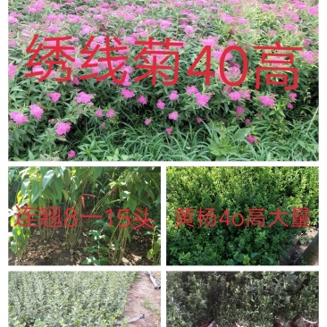 绣线菊(金山，金焰绣线，青叶)3o一5o高