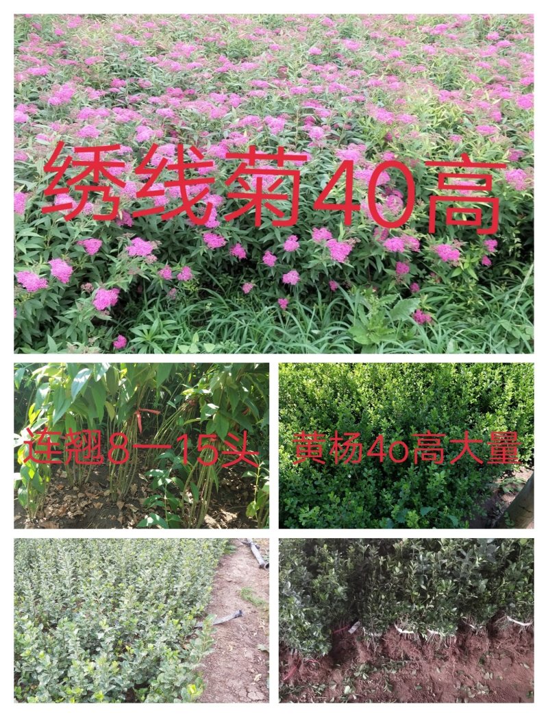 绣线菊(金山，金焰绣线，青叶)3o一5o高