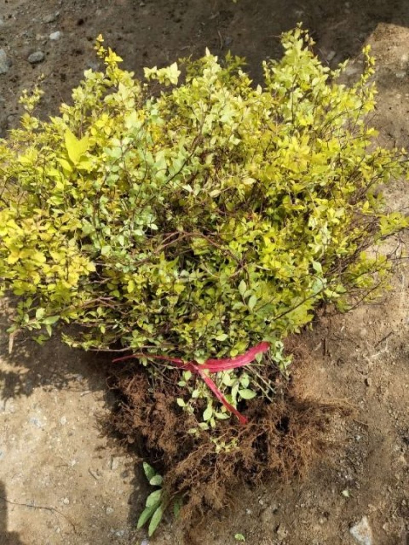 绣线菊(金山，金焰绣线，青叶)3o一5o高