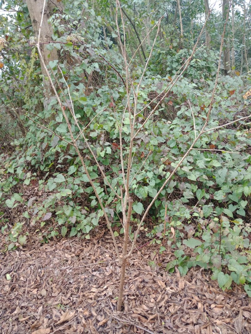玛瑙红乌克兰红妃黑珍珠，矮化品种当年试花结果。技术支持