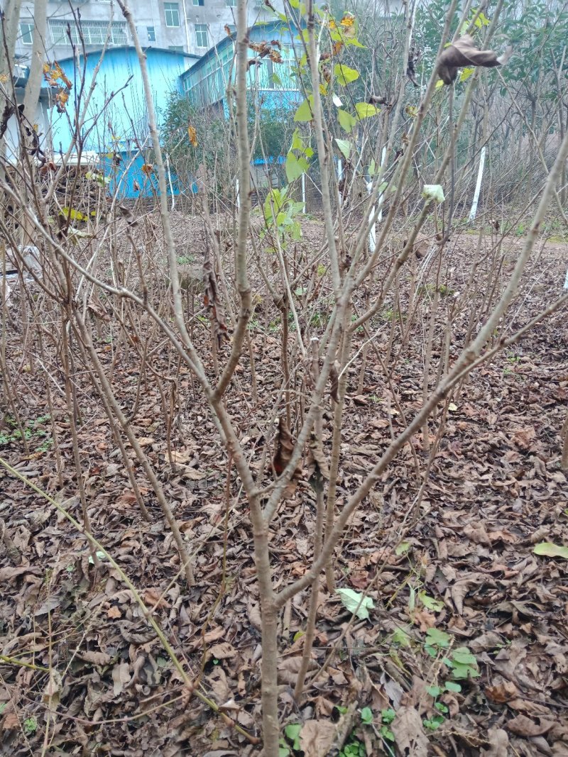 玛瑙红乌克兰红妃黑珍珠，矮化品种当年试花结果。技术支持