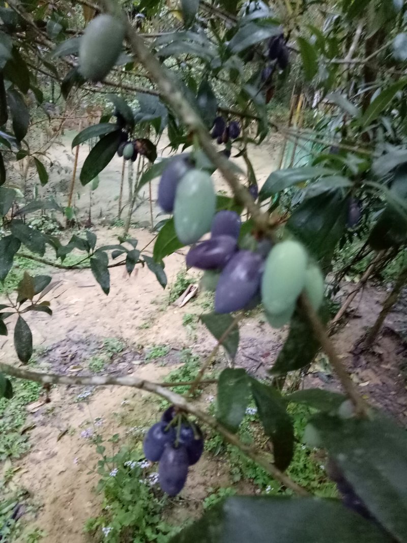 桂花树果