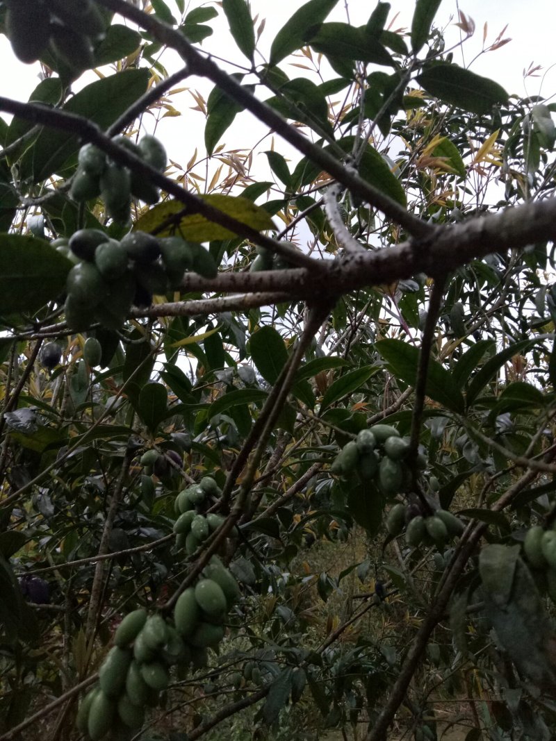 桂花树果