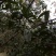 桂花树果