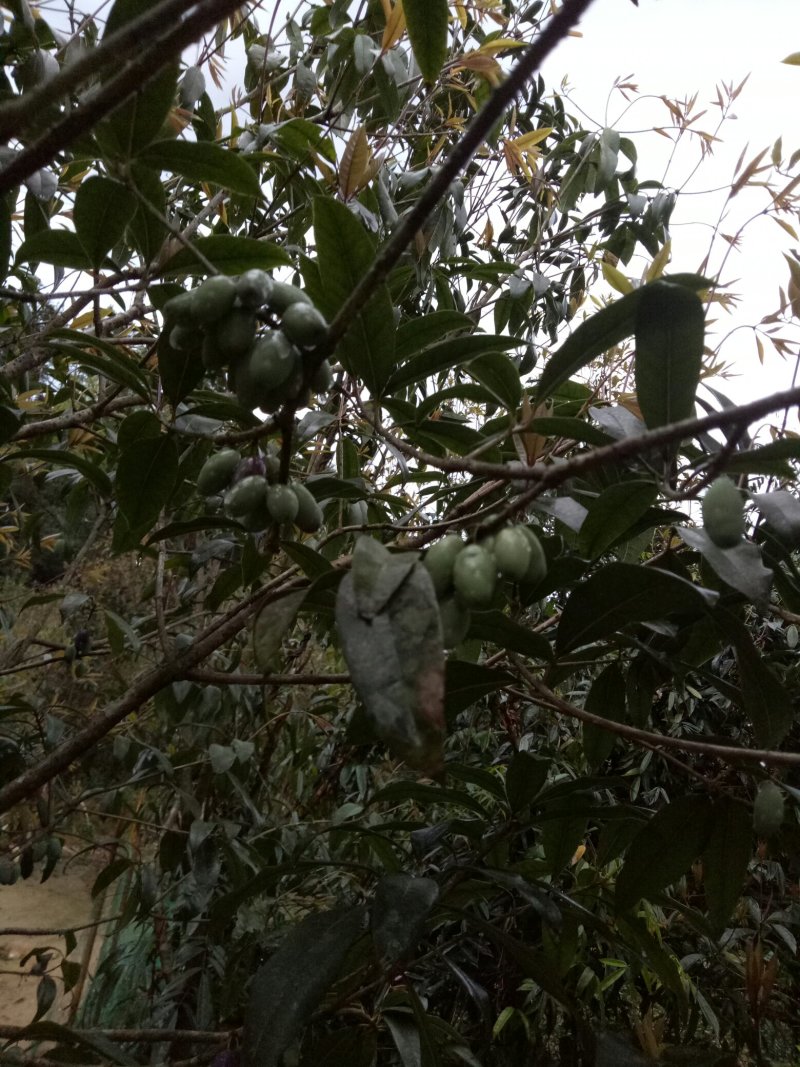 桂花树果