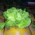 菠菜，大叶菠菜，色泽鲜艳，