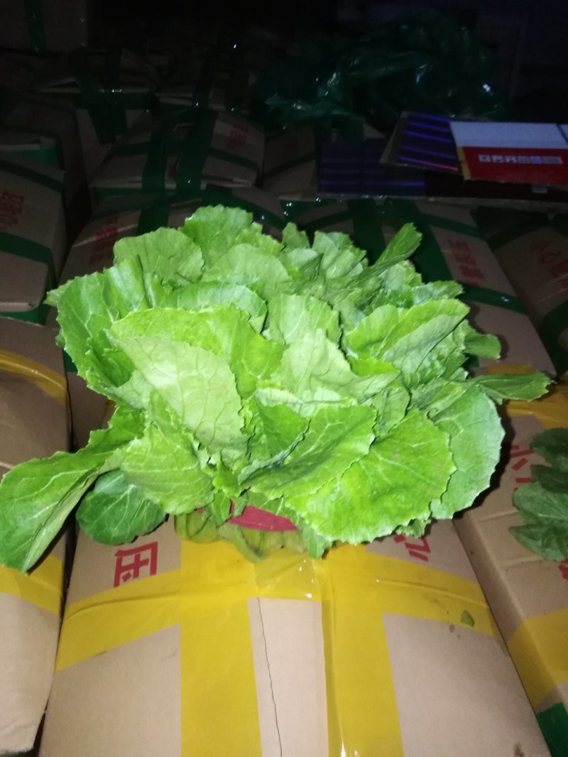 菠菜，大叶菠菜，色泽鲜艳，