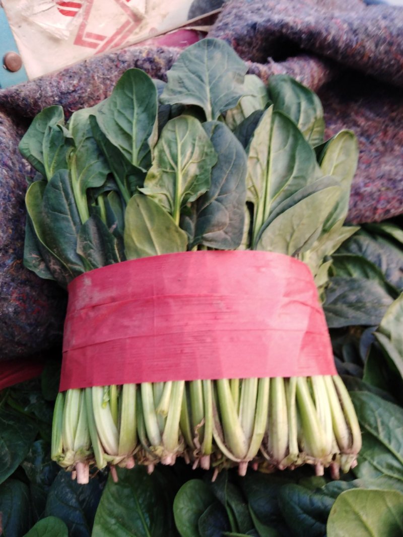 菠菜，大叶菠菜，色泽鲜艳，