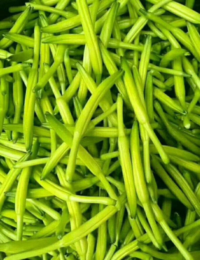 早期黄花菜