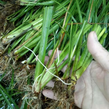 石菖蒲苗