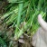 石菖蒲苗
