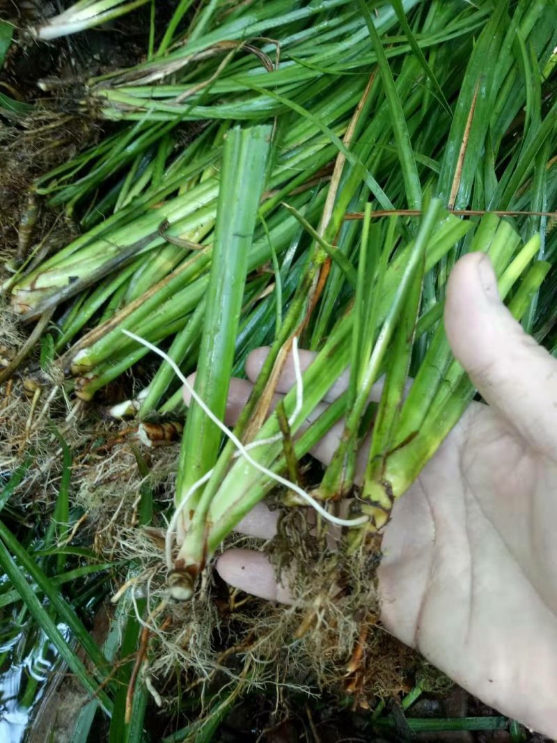 石菖蒲苗