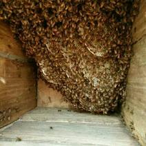 蜂蜜正宗大山野蜂蜜