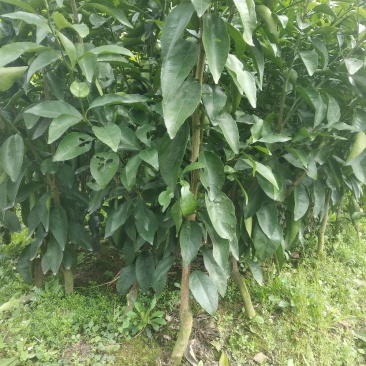 沃柑苗