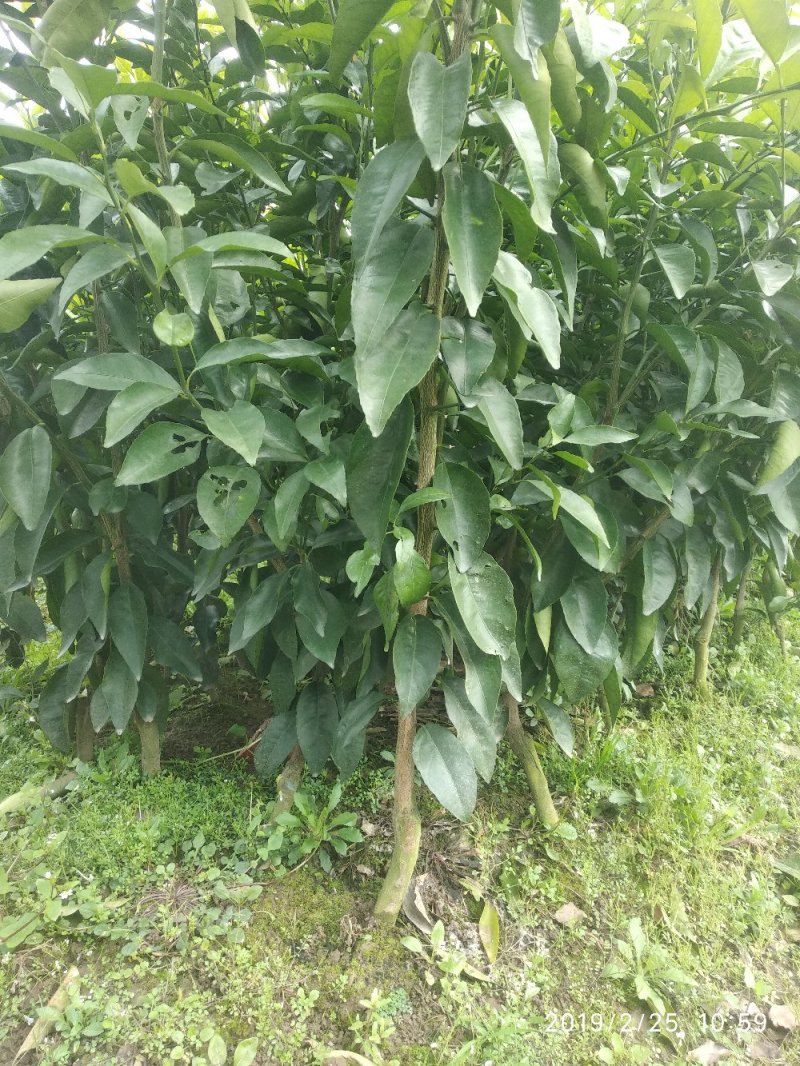 沃柑苗