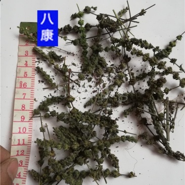 荆芥穗统货批发零售品种齐全量大从优