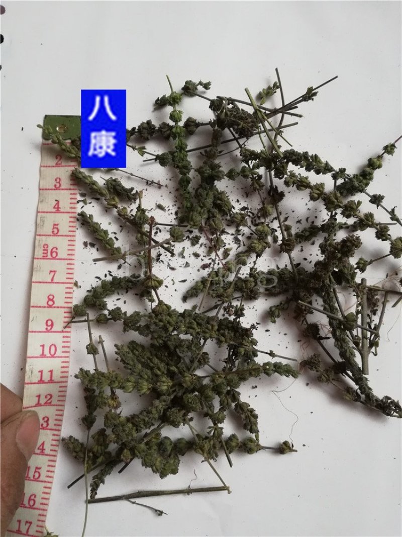 荆芥穗统货批发零售品种齐全量大从优