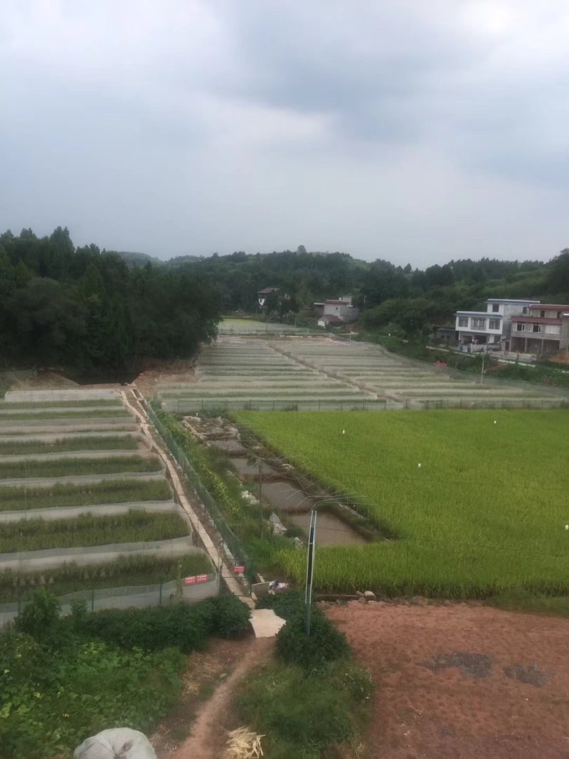 青蛙稻田米