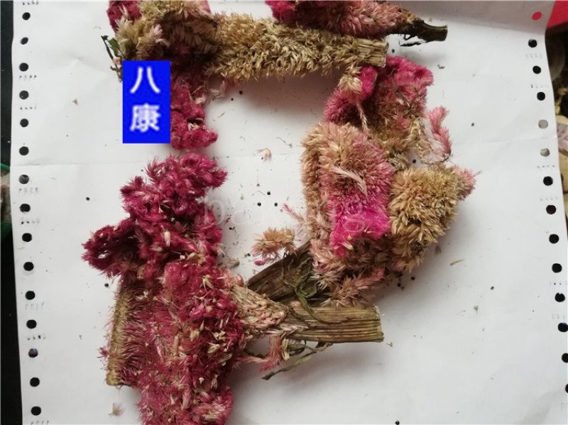 中药材鸡冠花批发零售品种齐全量大从优