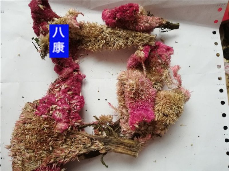 中药材鸡冠花批发零售品种齐全量大从优
