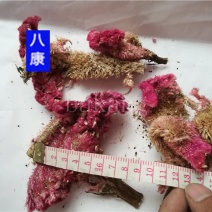 中药材鸡冠花批发零售品种齐全量大从优