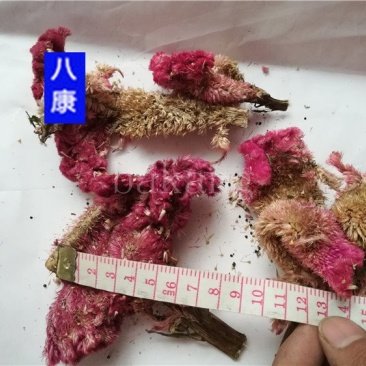 中药材鸡冠花批发零售品种齐全量大从优