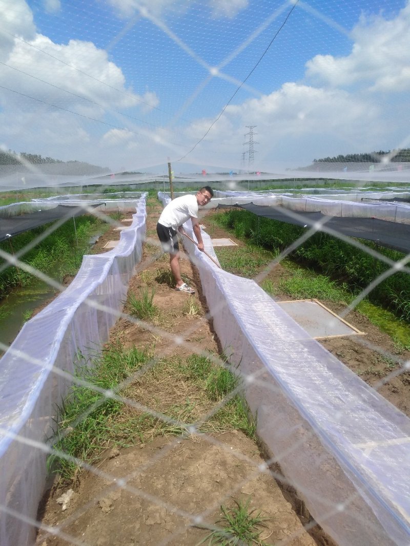 现货便宜！人工养殖青蛙苗批发黑斑娃幼苗蝌蚪苗青蛙养殖技术