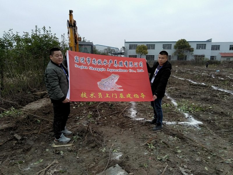 现货便宜！人工养殖青蛙苗批发黑斑娃幼苗蝌蚪苗青蛙养殖技术