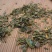 凤尾草井口边草凤凰草金鸡尾中药材