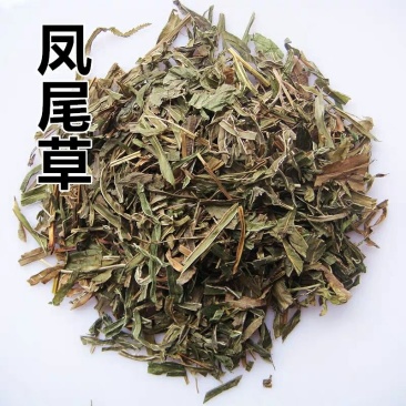 凤尾草井口边草凤凰草金鸡尾中药材