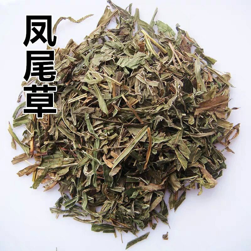凤尾草井口边草凤凰草金鸡尾中药材