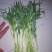 新鲜芦蒿供应
