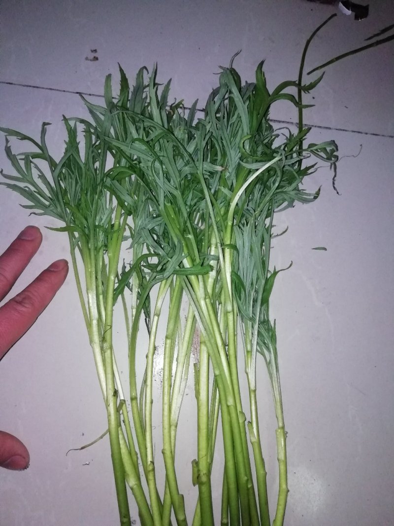 新鲜芦蒿供应