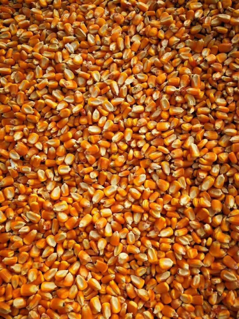 大量出售贵州威宁玉米，欢迎全国各地老板前来选购。