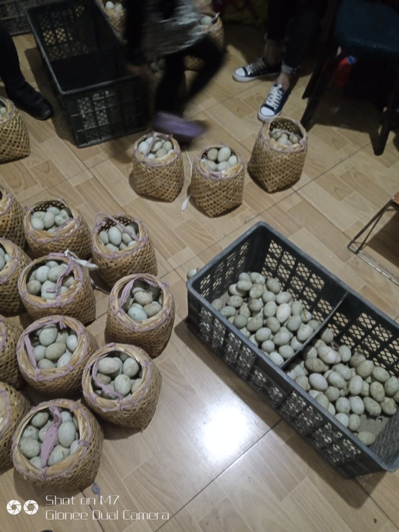 白洋淀特产芦苇小篓装的鲜鸭蛋，和泥腌咸鸭蛋