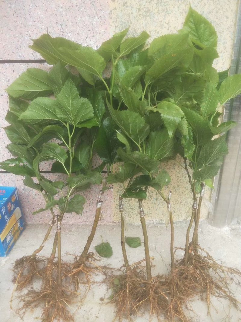 台湾大果桑苗好种易活当年结果