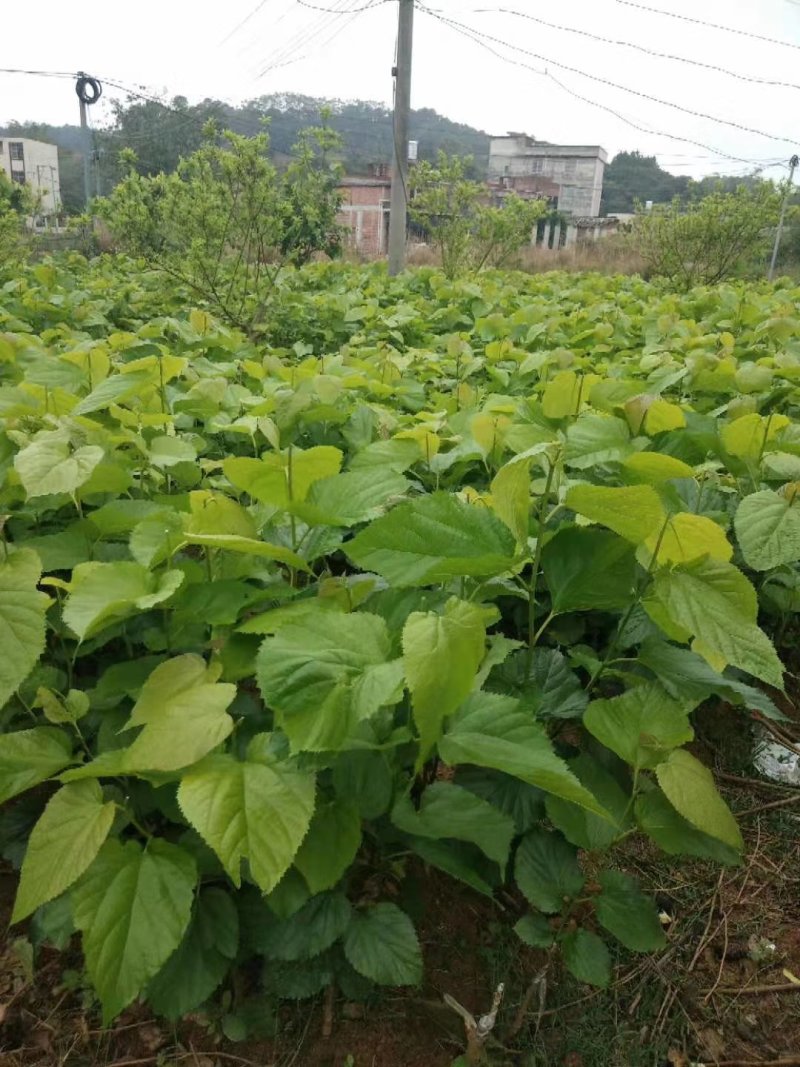 台湾大果桑苗好种易活当年结果