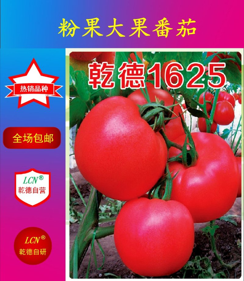乾德1625粉果大果番茄，早熟、抗病性好，早春栽培