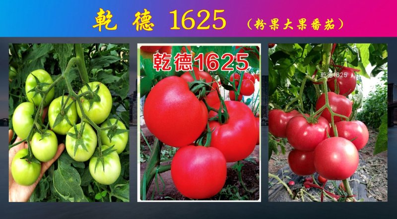 乾德1625粉果大果番茄，早熟、抗病性好，早春栽培