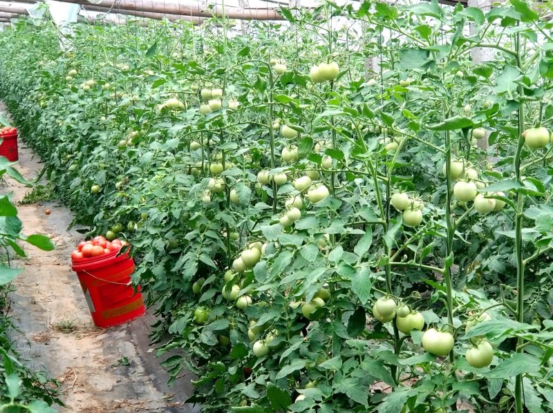 乾德1625粉果大果番茄，早熟、抗病性好，早春栽培