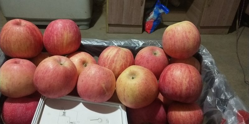 新鲜应季水果吉县壶口瀑布红富士苹果脆甜多汁