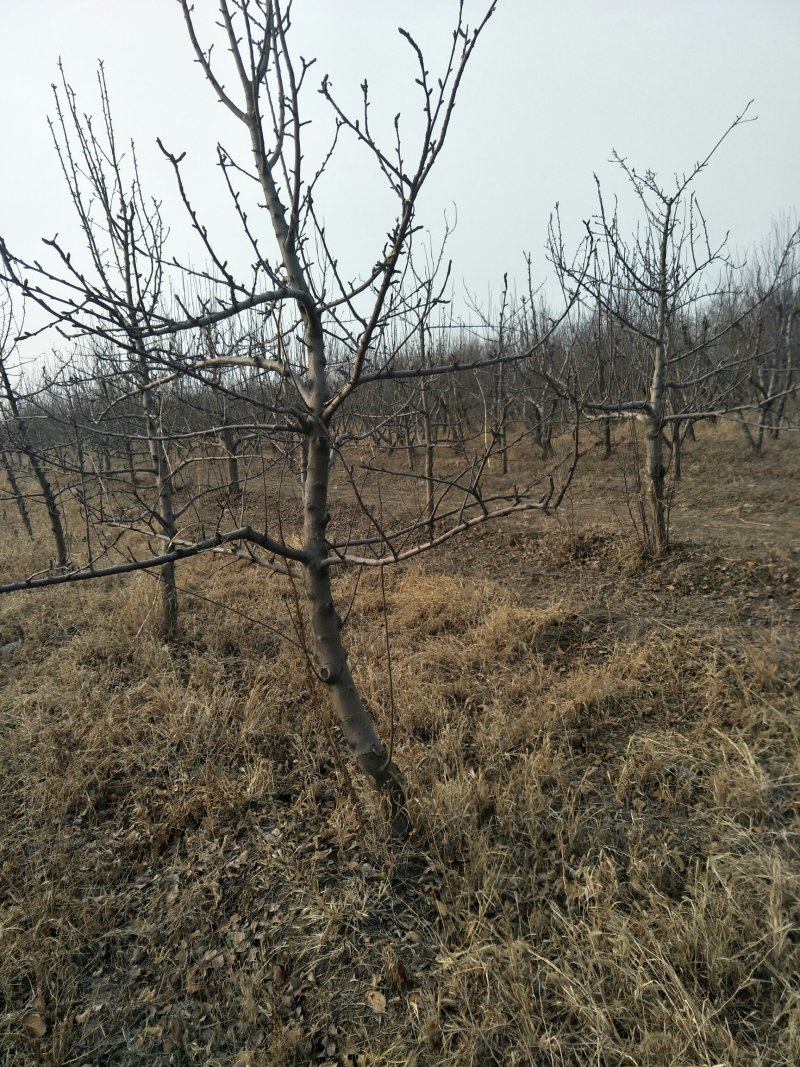出售占地苹果树桃树5～12公分苹果树15元桃树8元颗一颗