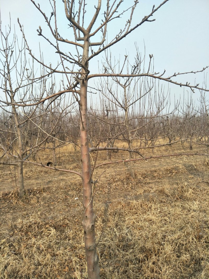 出售占地苹果树桃树5～12公分苹果树15元桃树8元颗一颗